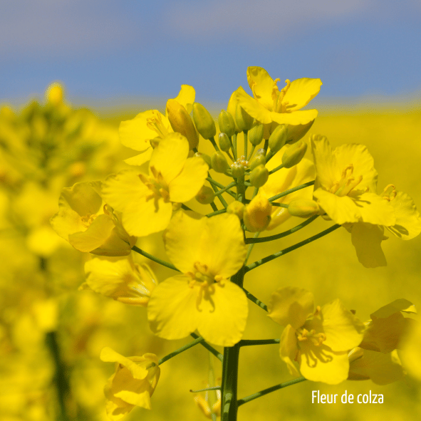 fleur de colza