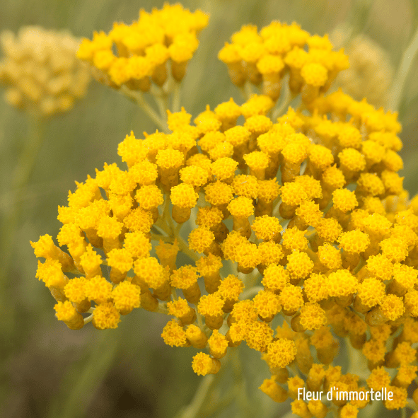 Fleur d'immortelle