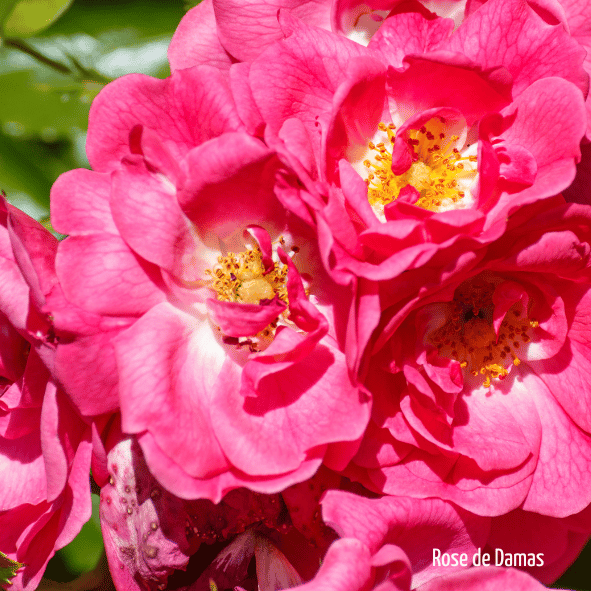 Roses de Damas