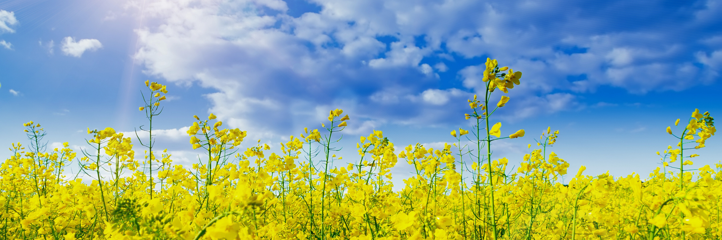 colza en fleurs avec ciel bleu
