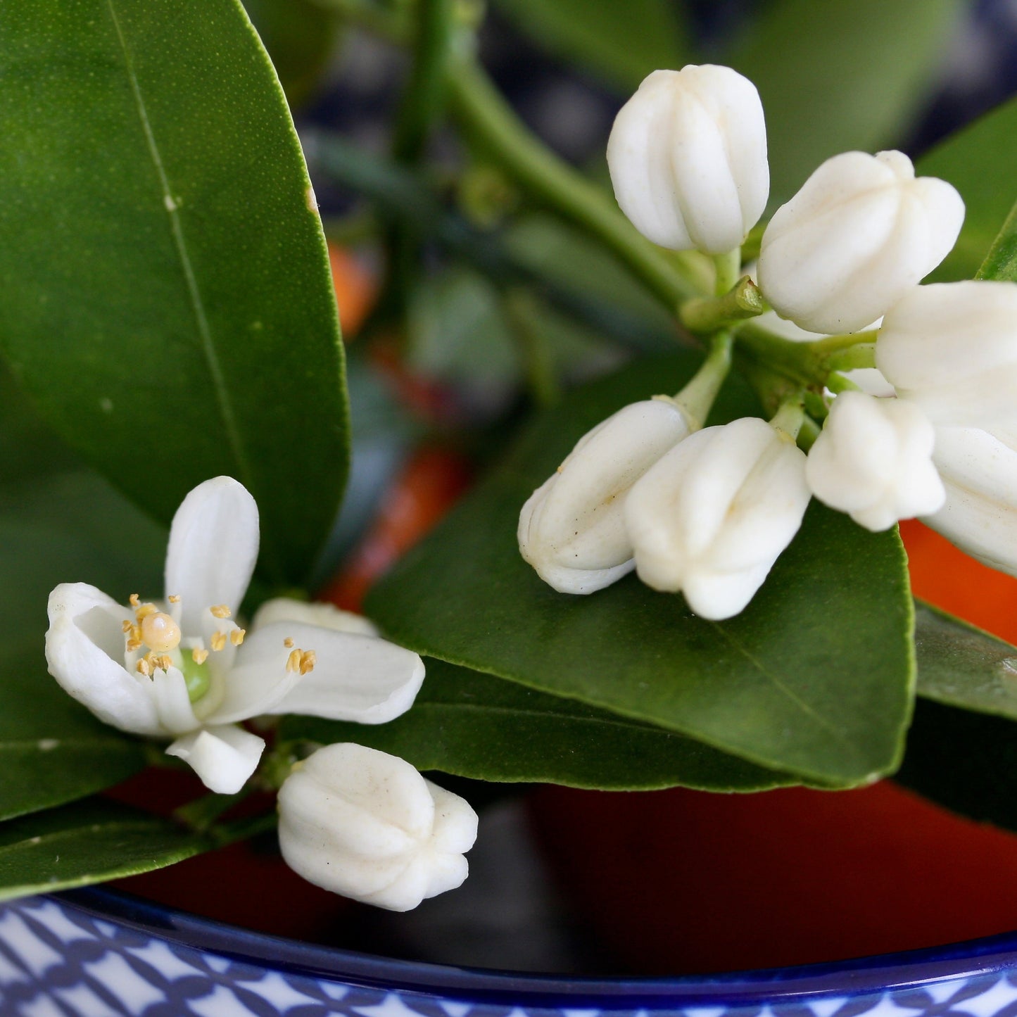 Shampoing solide Meltem Route mandarine