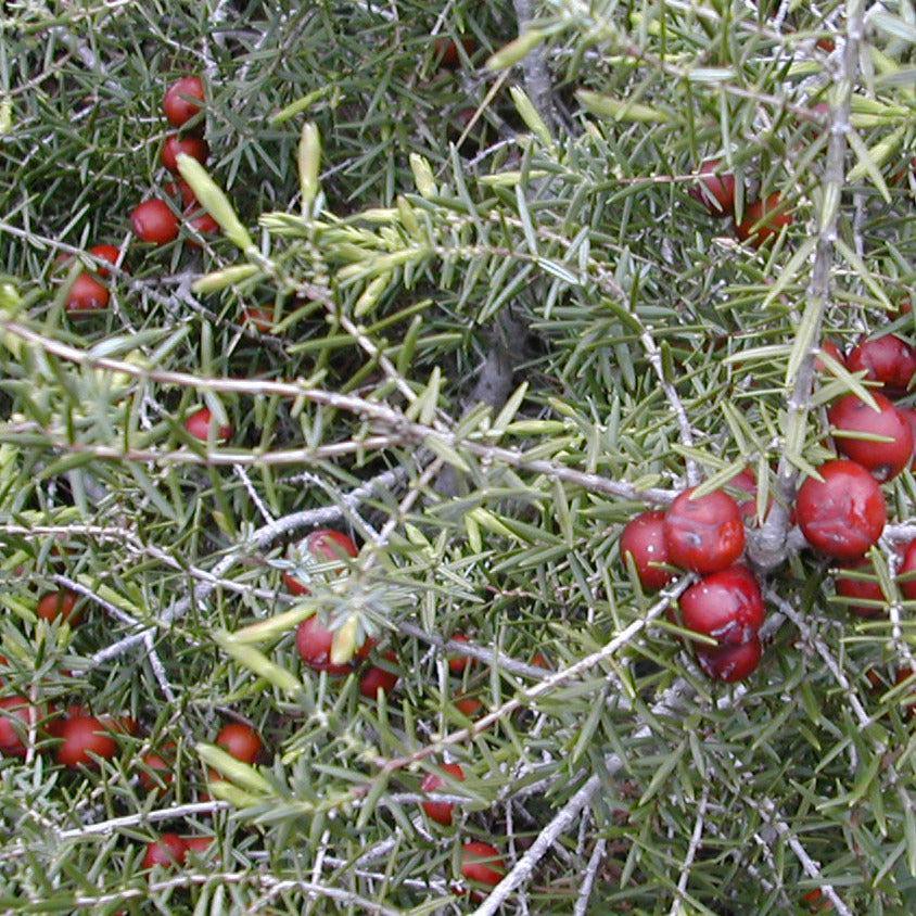 Bois de Cade Route Mandarine