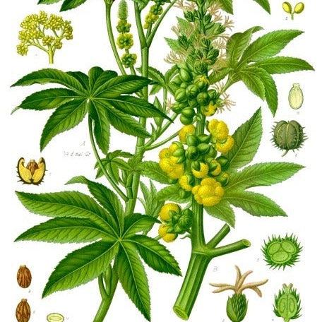 vetiver Route Mandarine