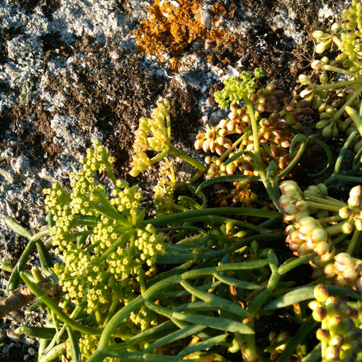 criste marine route mandarine