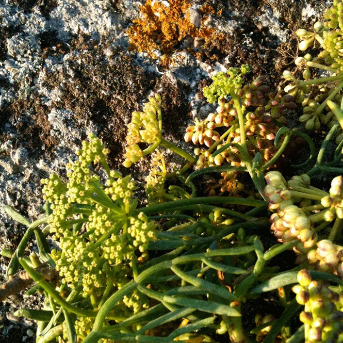 criste marine route mandarine