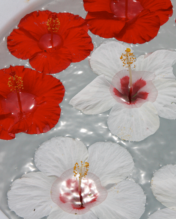 Fleur de jasmin Tahiti for ever Route mandarine