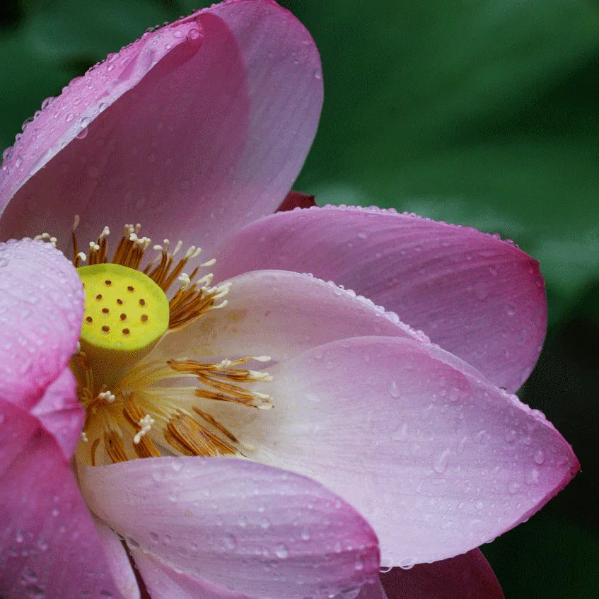 fleur de lotus route mandarine