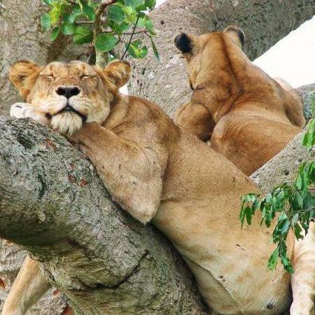 Ambiance savane Route mandarine