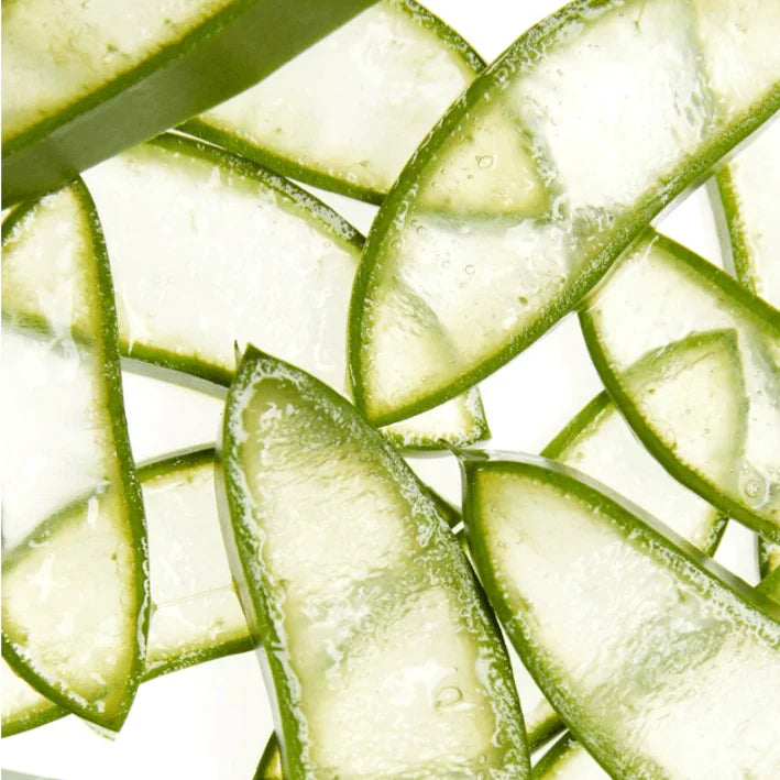 Tranches d'aloe vera par transparence