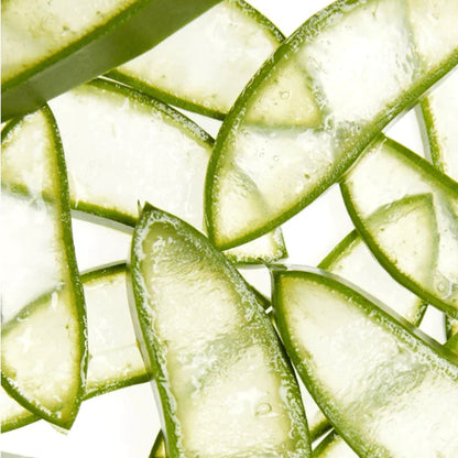 Tranches d'aloe vera par transparence
